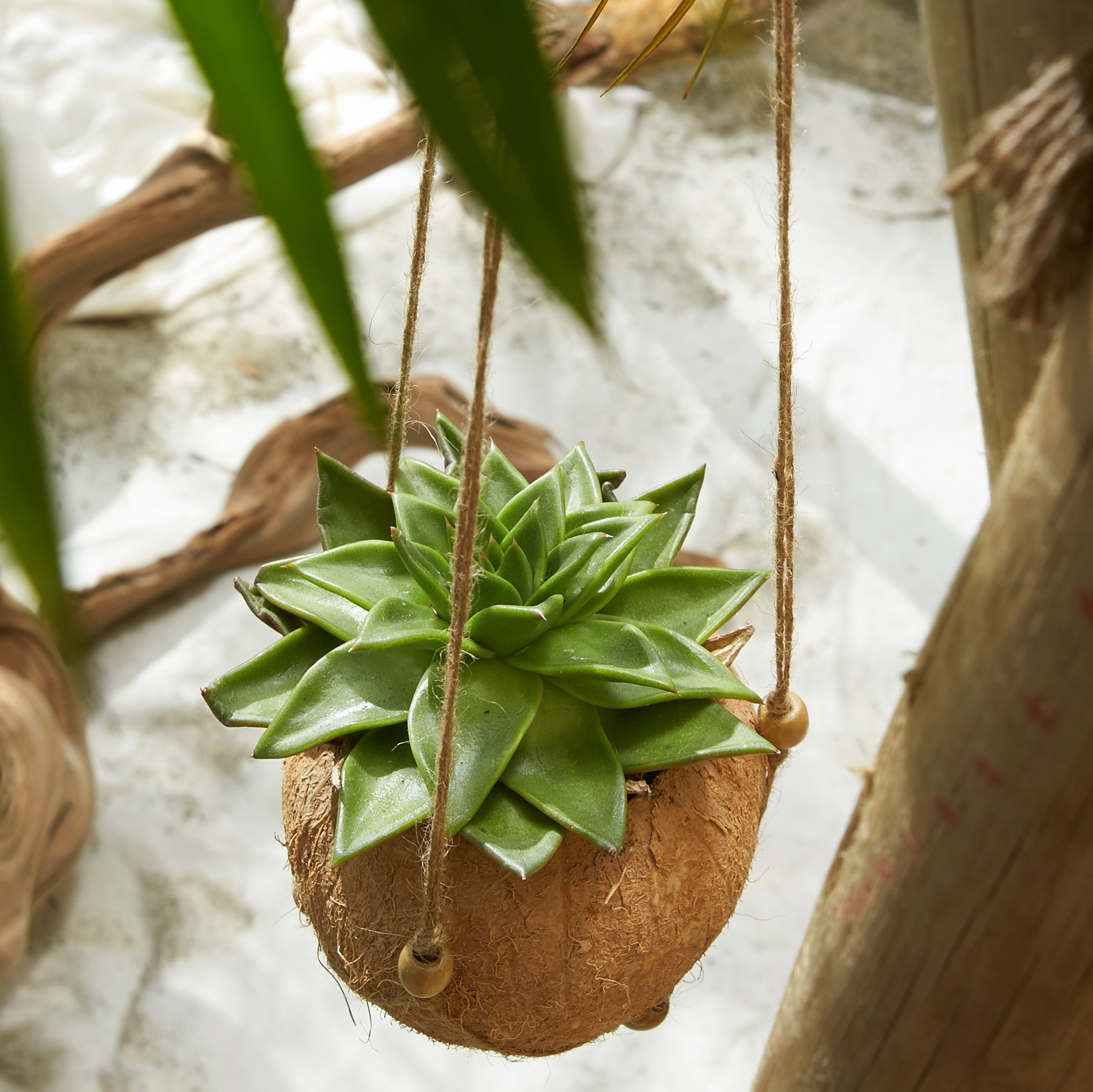 DIY coconut hanging planter - #AerieREAL Life
